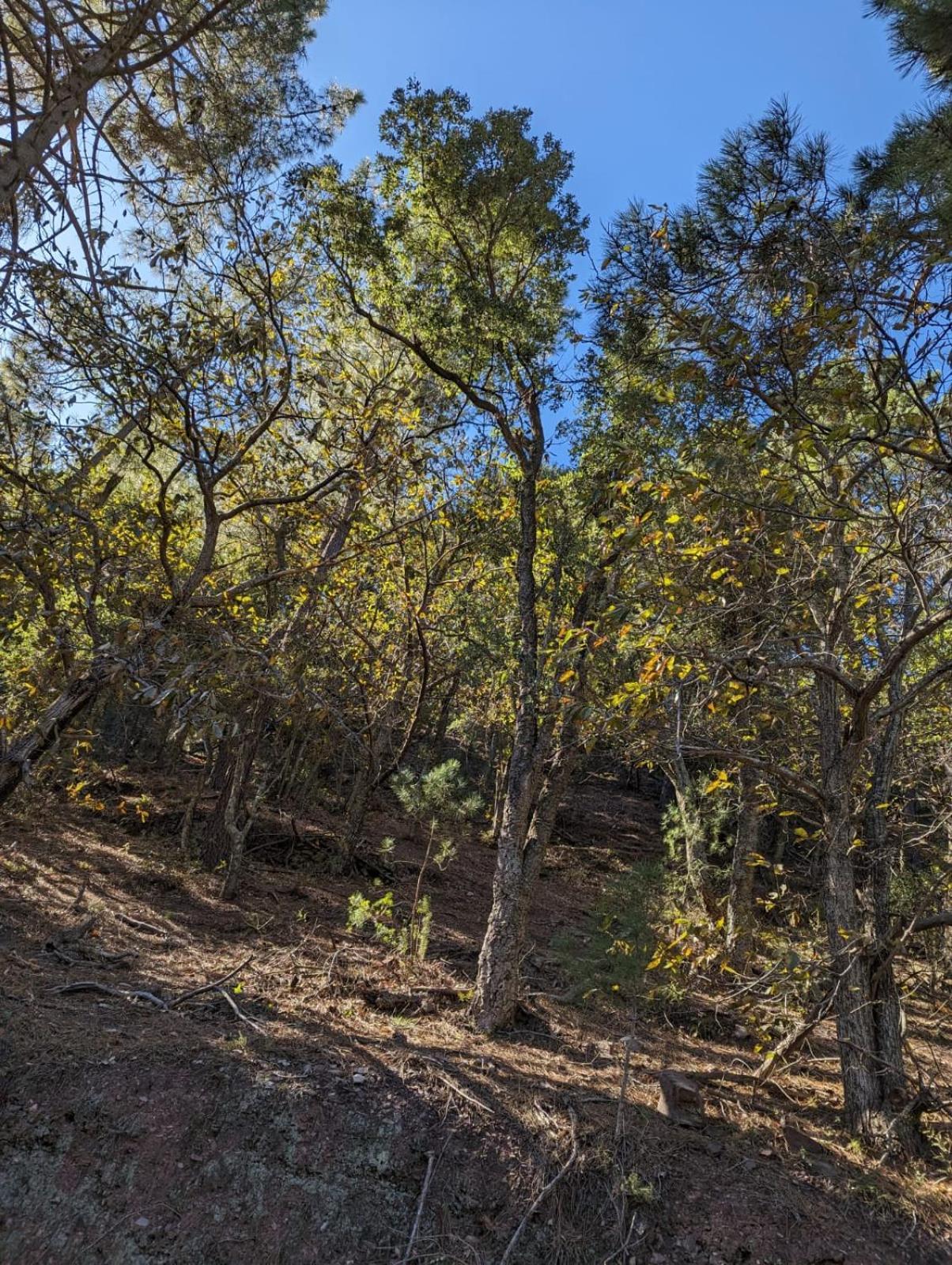 Casa Rural El Forn D'Alcudia De Veo Exteriér fotografie